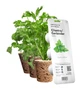Змінний картридж Click&Grow Коріандр (8417) - изображение 5