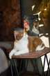 Корм сухой Savory Adult Cat Sensitive Digestion для кошек с чувствительным пищеварением с ягненком и индейкой 8 кг (4820232630099) - изображение 3