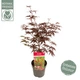 Японский клен Japanese maple, acer palmatum Bloodgood Best Seller, 70-90см, горщик 18" - изображение 1
