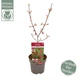 Японский клен Japanese maple, acer palmatum Bloodgood Best Seller, 70-90см, горщик 18" - изображение 3
