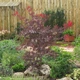Японский клен Japanese maple, acer palmatum Bloodgood Best Seller, 70-90см, горщик 18" - изображение 4