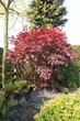Японский клен Japanese maple, acer palmatum Bloodgood Best Seller, 70-90см, горщик 18" - изображение 5