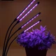 Фитолампа для растений на 4 ветки светодиодная LED с таймером USB 20Вт, настольная лампа для роста и цветения, комнатных и тепличных растений с клипсой-зажимом и USB питанием, красный, фиолетовый и синий свет Черная LP-418 - изображение 3