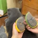 Паровая массажная щетка для животных с функцией влажного вычесывания желтая - изображение 2