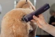 Машинка для стрижки животных Wahl KM Supera Pet 1263-0471 - зображення 7