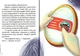 Завтра до школи А5: Хаппі та її суперсила (Українська) ТАЛАНТ (Талант) - изображение 3