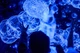 Компонент порошковый для неонового раствора мыльных пузырей Big Bubbles Chemical UV 159 грам. - изображение 7