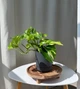 Епіпремнум золотистий Epipremnum Aureum 12/ 25 см висота 8978 - изображение 1