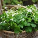 Луковицы Оксалис (кислица) Triangularis ssp. Papilionacea Садовая (249006) - изображение 1