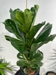 ФІкус Лірата (Ficus lyrata) h 100 см - изображение 3