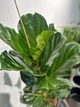 ФІкус Лірата (Ficus lyrata) h 100 см - изображение 4