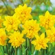 Нарцис Tete Boucle Жовтий Махровий Цибулини Florium (213149) - зображення 2