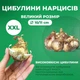 Нарцис Tete Boucle Жовтий Махровий Цибулини Florium (213149) - зображення 3