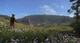 Kingdom Come Deliverance Royal Edition (Switch, русские субтитры) - изображение 4