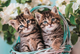 Пазли Clementoni Super Color Lovely Kitty Twins 60 елементів (8005125265992) - зображення 2