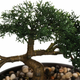 Sztuczna roślina Atmosphera drzewko bonsai Japandi zielona (3560238515426) - obraz 2