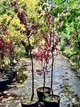 Слива Писсарди Prunus cerasifera Pissardii, 180-220см, объем горшка 25л - изображение 4
