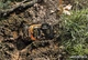Фотоаппарат Olympus Tough TG-860 Orange (V104170OE000) - изображение 11