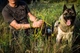 Ультралегкий ошейник контроллер рывковая удавка для собак Good Dog коричневый - изображение 7