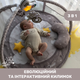 Розвиваючий килимок з проектором-нічником 3 в 1 Chicco Enjoy Colours Бежевий (09866.00) - зображення 2