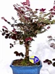 Бонсай Лоропеталум Loropetalum, горщик ⌀24, висота 40-50см - изображение 2
