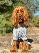 Вітровка для собак WAUDOG Clothes, світловідбивна, розмір XS30 (5419) - зображення 10