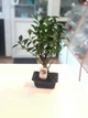 Фікус Ретуза Bonsai Ficus retusa, h 30 - 35 см, керамічний горщик - изображение 1