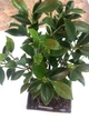 Фікус Ретуза Bonsai Ficus retusa, h 30 - 35 см, керамічний горщик - изображение 3