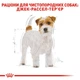 Корм Royal Canin Jack Russell Terrier Adult сухий для собак породи джек рассел 1.5 кг - зображення 3