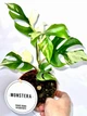 Монстера Tetrasperma variegata, горщик ⌀12 - зображення 2