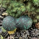 Массажный мяч двойной PowerPlay PP-4352 Epp foam peanut ball d8x16 см Черно/Зеленый (PP_4352_Green_8*16) - изображение 6