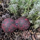 Массажный мяч двойной PowerPlay PP-4352 Epp foam peanut ball d8x16 см Черно/Черный (PP_4352_Red_8*16) - изображение 6