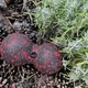 Массажный мяч двойной PowerPlay PP-4352 Epp foam peanut ball d8x16 см Черно/Черный (PP_4352_Red_8*16) - изображение 9