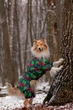 Комбинезон для собак WAUDOG Clothes, рисунок "Калина", размер S30 (5431-0228) - изображение 2