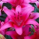 Лілія Pink County Азіатський гібрид Рожевий Цибулини Florium (203198) - зображення 1