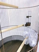 Клетка для птиц, круглая, LOFT “РОНДО” 36х67см - изображение 3