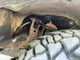 Комплект увеличенных пыльников XRoad брызговиков двигателя Toyota Land Cruiser 100, Lexus LX 470 (1997-2008) 53737-60070 53739-60040 53736-60080 53738-60050 - изображение 12