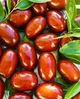 Зизифус (китайский финик, унаби), семена 10 шт - изображение 1