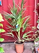 Пальма веерная Хамеропс Chamaerops Humilis, H 50-60 см, Ø19 - изображение 2