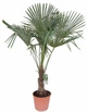 Пальма Trachycarpus Fortunei , горщик ⌀30, висота 140-160см - изображение 1