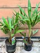 Пальма Trachycarpus Fortunei , горщик ⌀15, висота 45-55см - изображение 2
