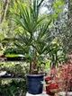 Пальма Trachycarpus Fortunei , горщик ⌀30, висота 140-160см - изображение 2