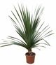 Пальма Pandanus utilis , высота 80-110см, Ø24 см - изображение 1