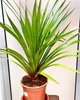 Пальма Pandanus utilis , высота 80-110см, Ø24 см - изображение 2