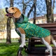 Дощовик для собак Barksi з капюшоном Textile XXS Авокадо (17518631) - зображення 7