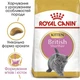Сухий корм Royal Canin KITTEN BRITISH SHORTHAIR для кошенят британської породи 2 кг + 400 гр - зображення 2