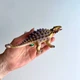 Динозавр Анкілозавр Ankylosaurus Geoworld CL799K - зображення 1