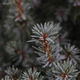 Ель Glauca Sander's Blue, горшок ⌀23 - изображение 4