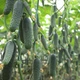 Семена Огурец Синклер F1 (KS 80) 10сем Kitano Seeds - изображение 2