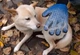 Перчатка для вычесывания шерсти True Touch, Тру Тач, Pet Glove, для кошек, собак, на правую руку, синяя - изображение 6